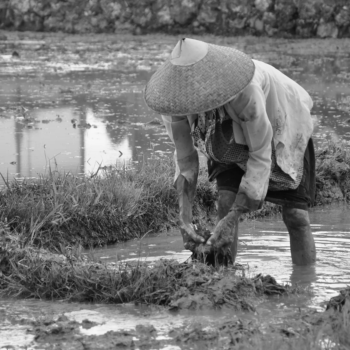Persona con cappello conico di paglia china a lavorare a mani nude in una risaia allagata, in bianco e nero