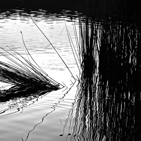 Canne e giunchi si specchiano sulla superficie increspata di uno specchio d'acqua, in bianco e nero