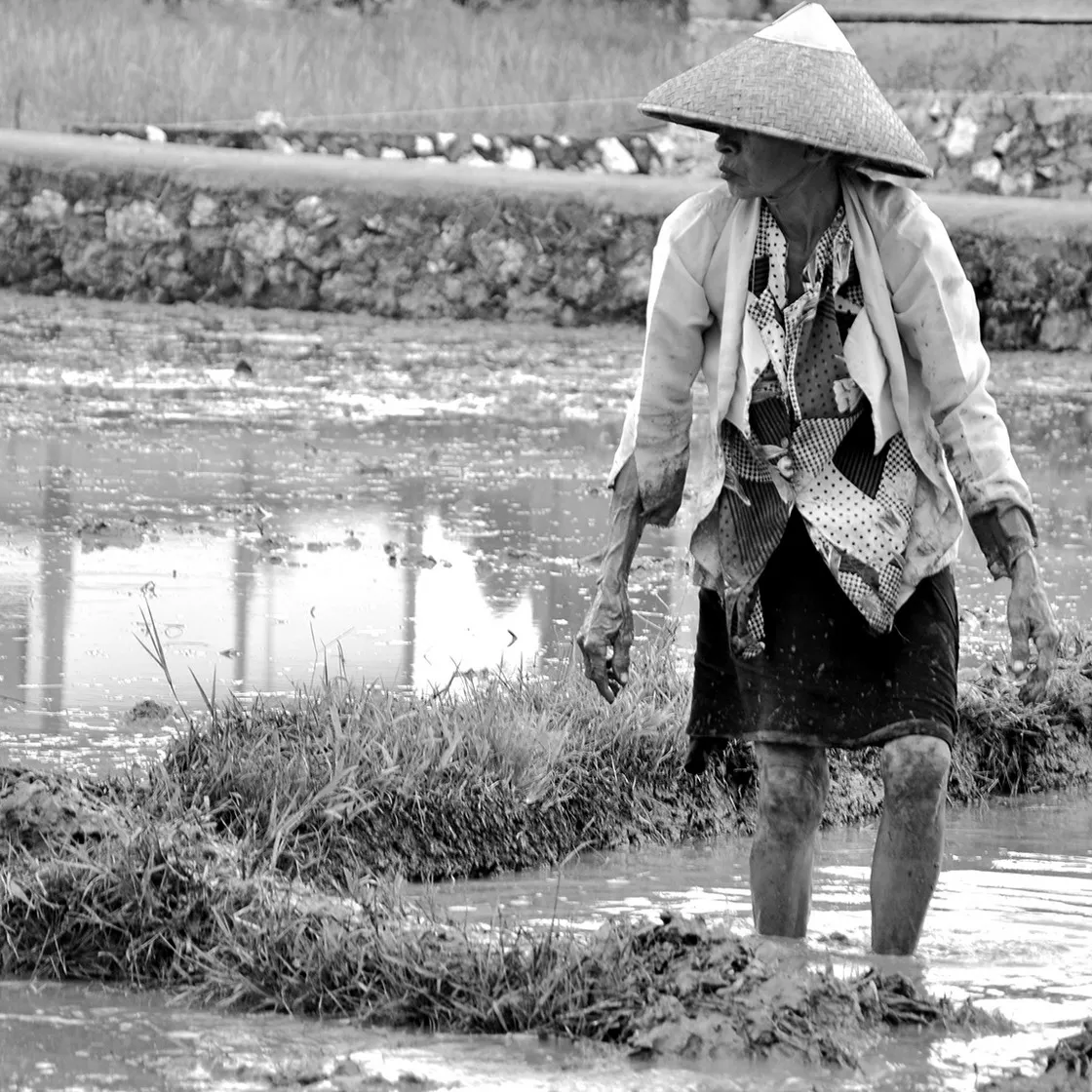 Persona anziana con cappello conico in piedi con le gambe infangate in una risaia allagata, in bianco e nero