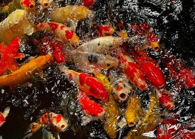 Carpe koi rosse, bianche e arancioni affollate nell’acqua scura di uno stagno in Giappone