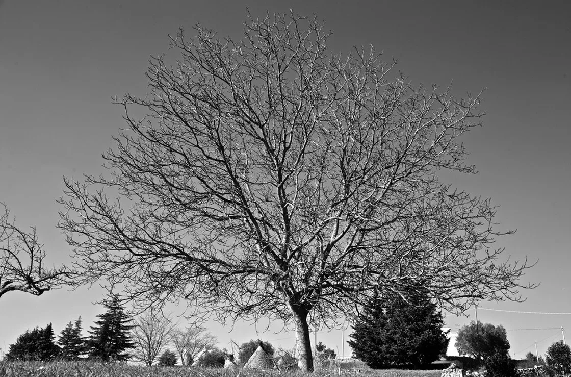Grande albero spoglio in un campo, con conifere e piccole costruzioni in pietra sullo sfondo, in bianco e nero