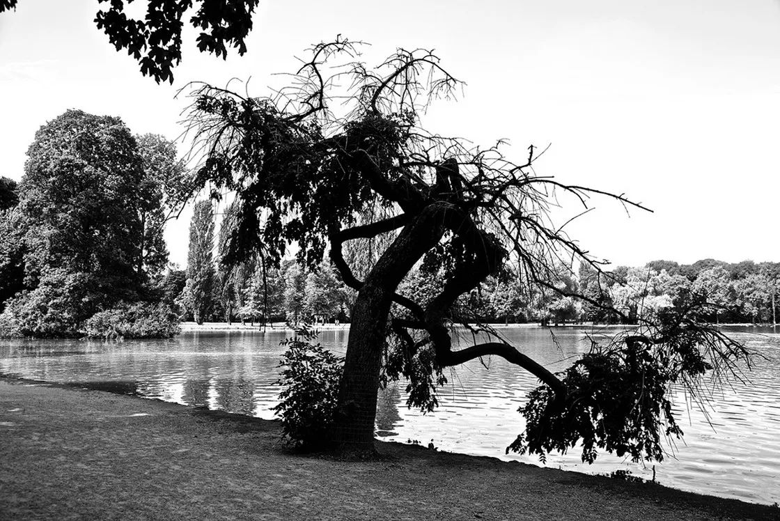 Albero inclinato con rami penduli sulla riva di un laghetto in un parco alberato, in bianco e nero