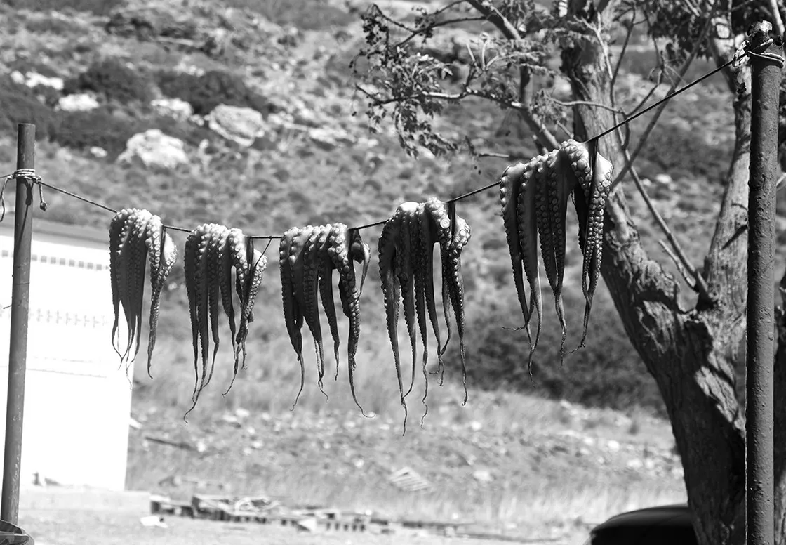 Polpi appesi ad asciugare su una corda all'aperto, collina e albero sullo sfondo, in bianco e nero