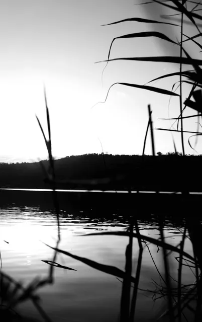 Specchio d'acqua al tramonto visto attraverso canne in controluce, con colline sullo sfondo, in bianco e nero