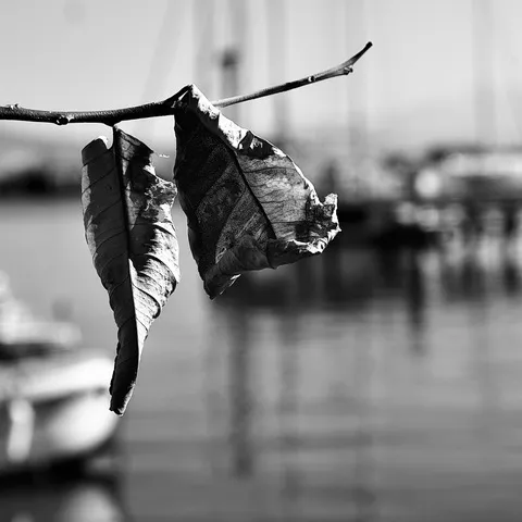Due foglie secche pendono da un rametto sottile, con un porto e alberi di barche sfocati sullo sfondo, in bianco e nero