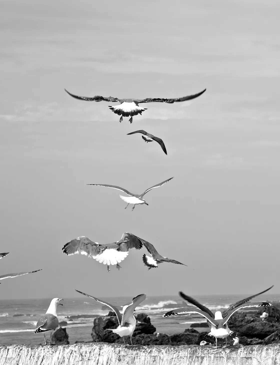 Gabbiani in volo e posati su un muro di pietra in riva al mare mosso, in bianco e nero