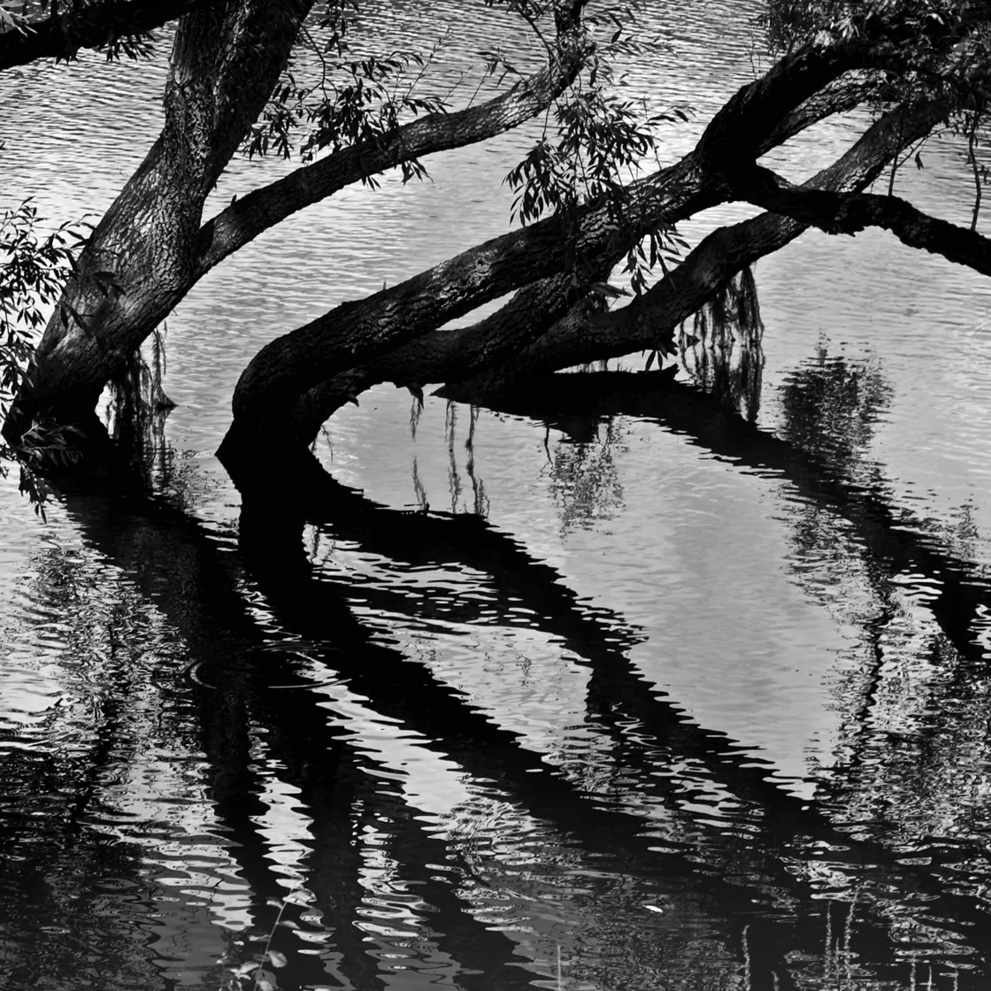 Rami di un albero inclinati sull'acqua di un fiume, con i loro riflessi mossi sulla superficie increspata, in bianco e nero