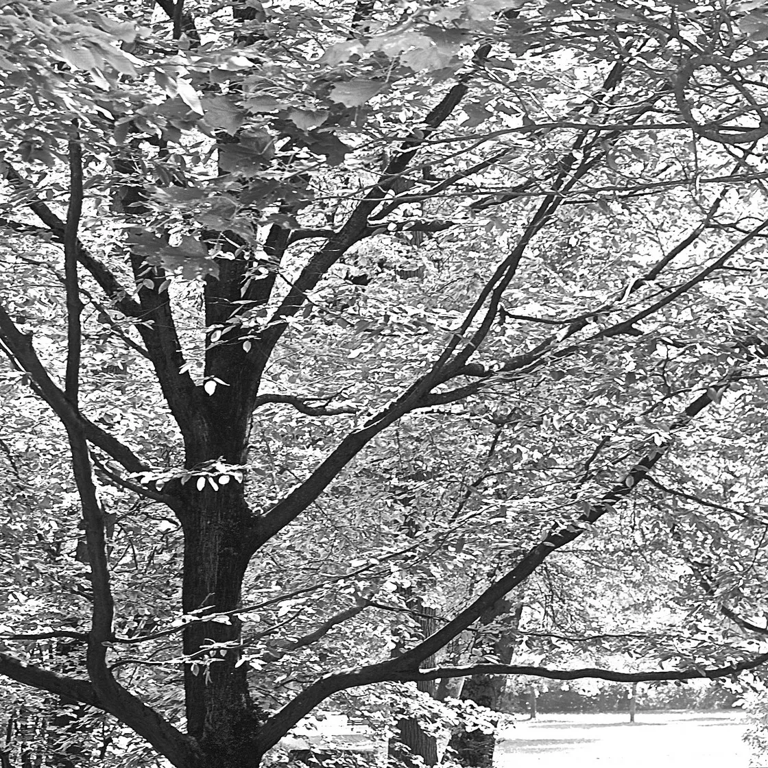 Albero dai rami sottili e fitte foglie in un parco, contro uno sfondo chiaro di vegetazione, in bianco e nero