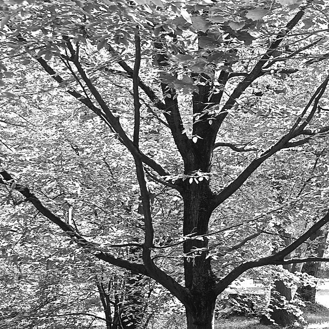 Tronco e rami di un albero con densa vegetazione retrostante in un parco, in bianco e nero