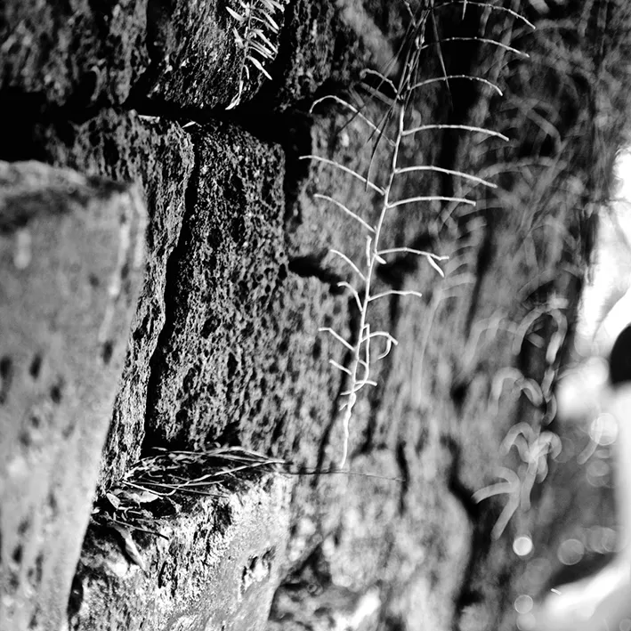 Felce secca che cresce da una fessura in un muro di pietra ruvida, in primo piano con sfondo sfocato, in bianco e nero